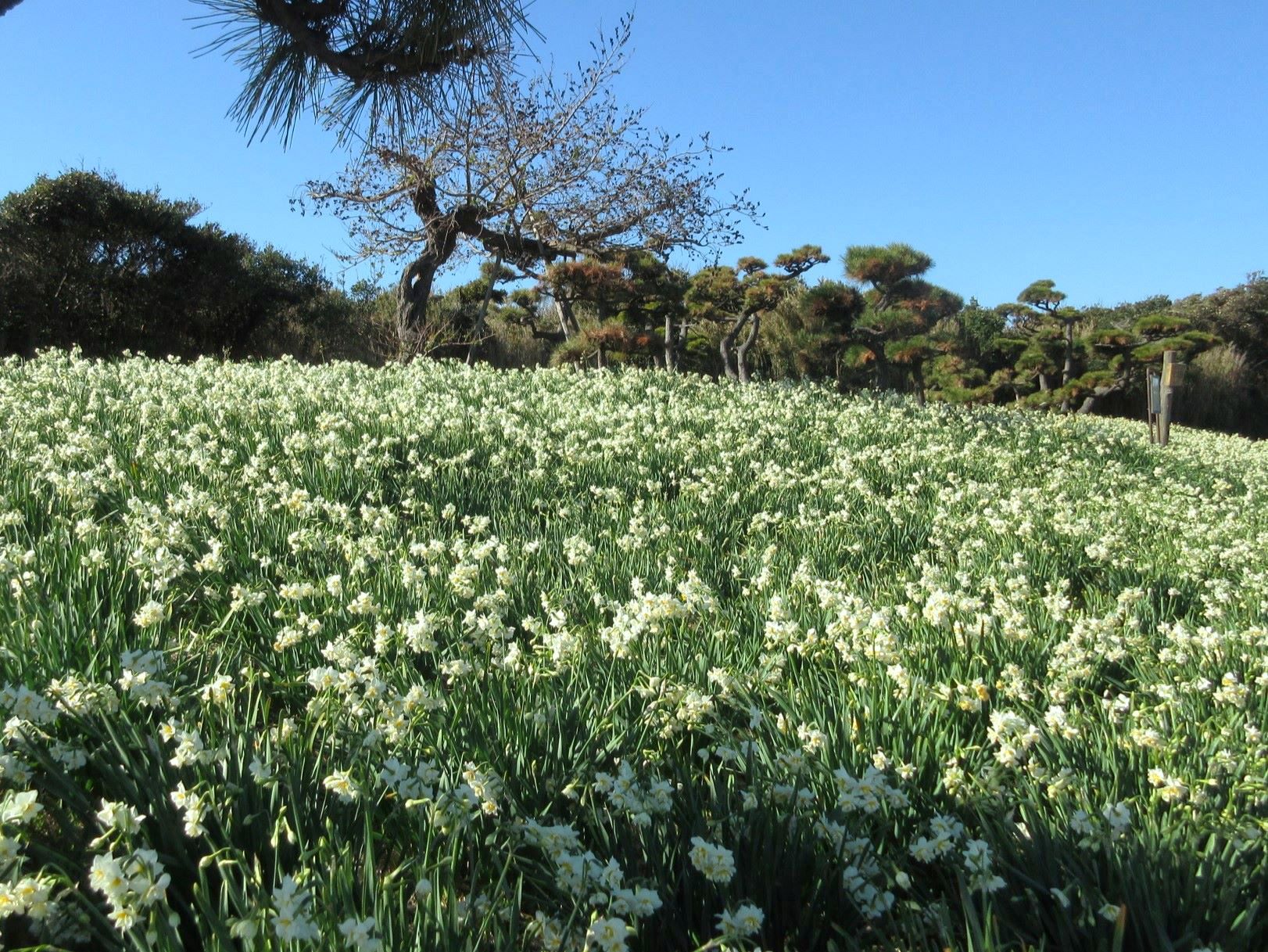 約30万株の八重咲水仙が香る城ヶ島【花のコラム】